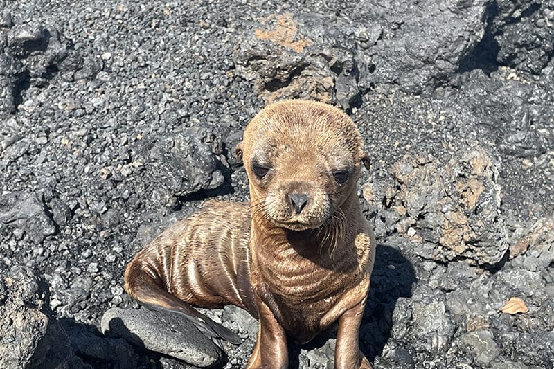 A photo of a young Galapagos Fur Seal