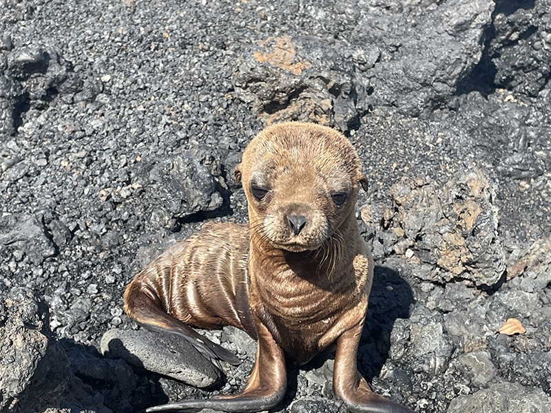 A photo of a young Galapagos Fur Seal
