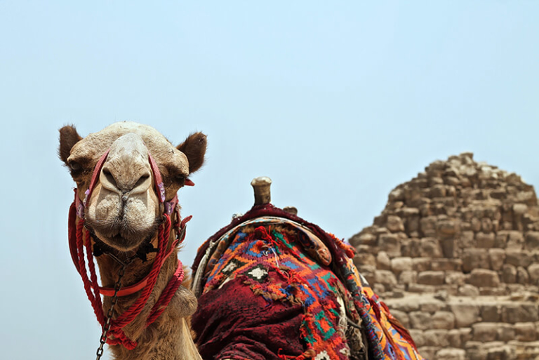 A camel in Egypt