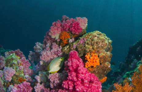 a coral reef and fish