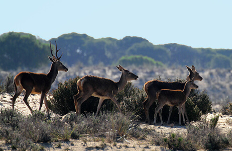 Wildlife in Spain's national park