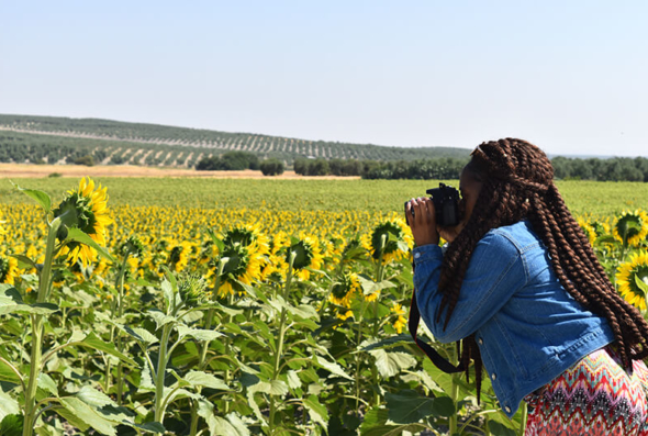 Student photographing Spanish sunflower field