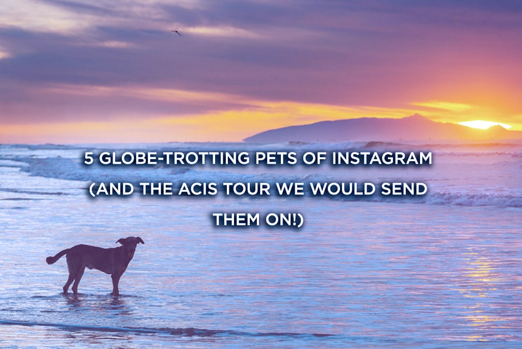 5-globe-trotting-pets-of-instagram-and-the-acis-tour-we-would-send