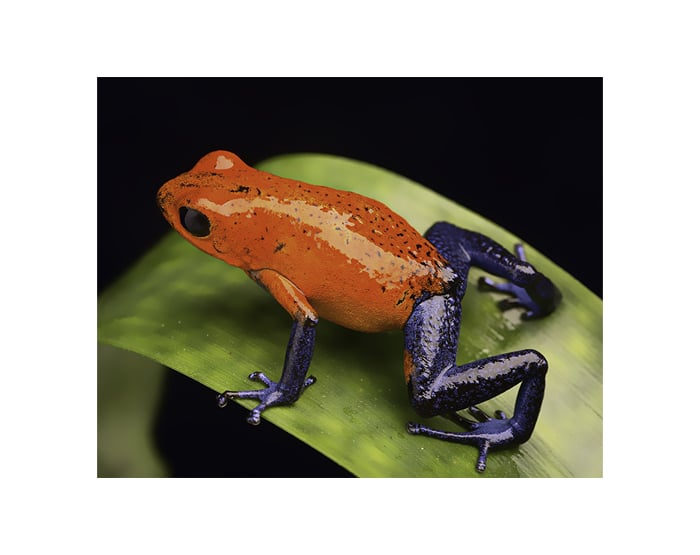 frog from the tropical rain forest of Costa Rica