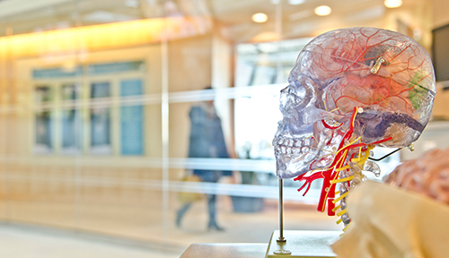Transparent skull anatomy model in facility
