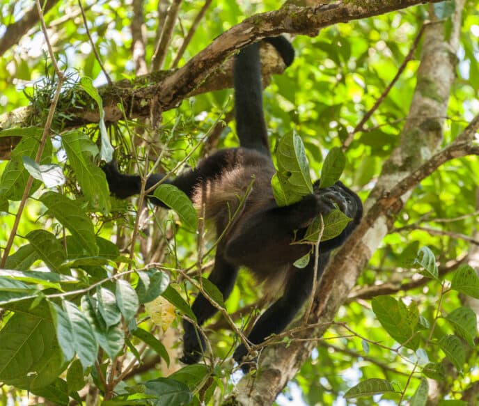 Monkey in Costa Rica