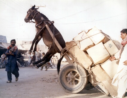 donkey being lifted up by his chariot