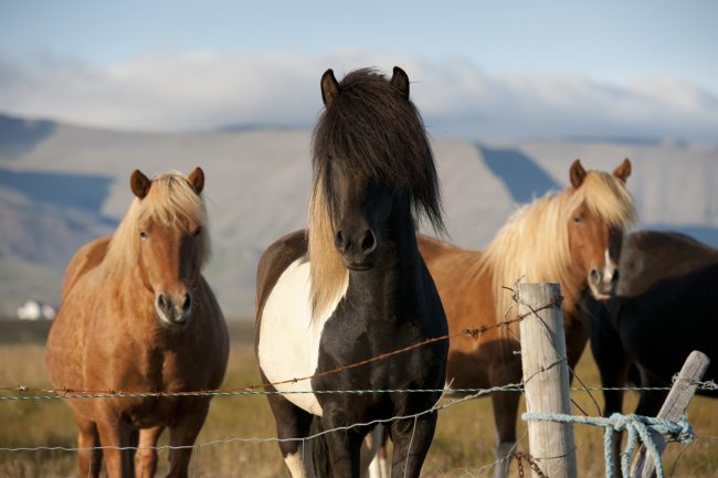 Horses Iceland - STEM STEAM in Iceland