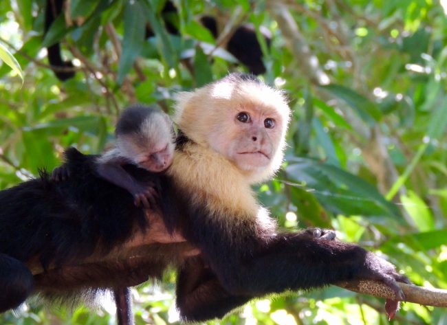 capuchin monkey and baby in costa rica