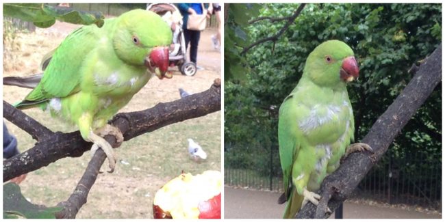 parakeets in london
