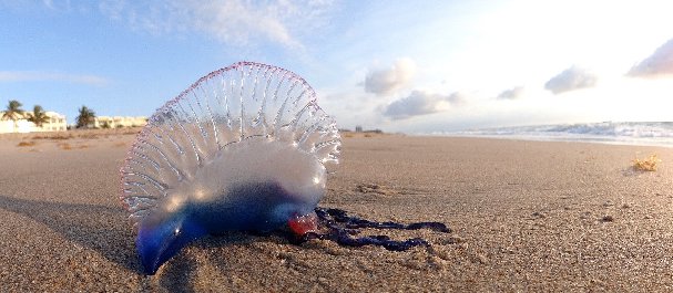 Portuguese Man O' War - Azores triple - Educational travel to the azores