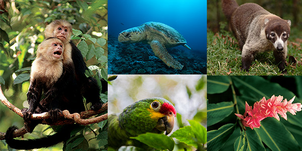 collage of Costa Rica animals including monkeys, turtle and parrot