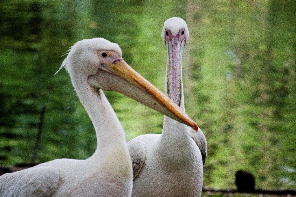 The Pelicans of St. James Park