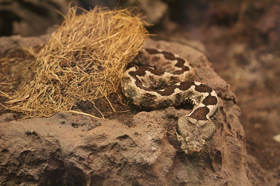 A snake in an enclosure