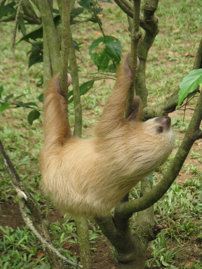 Three-toed sloth hanging in tree