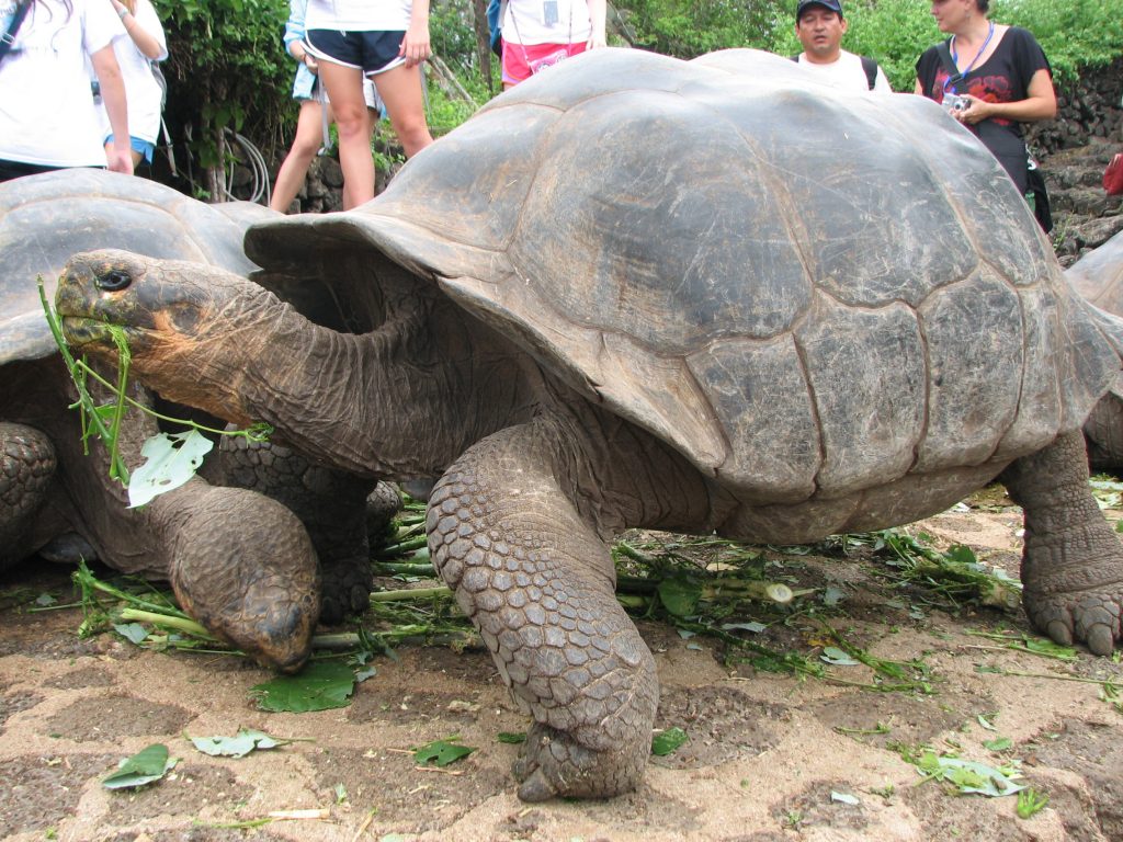 Large tortoise on land eating vegetation
