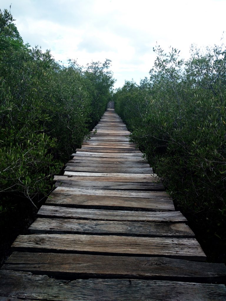 Mangroves along a boardwalk